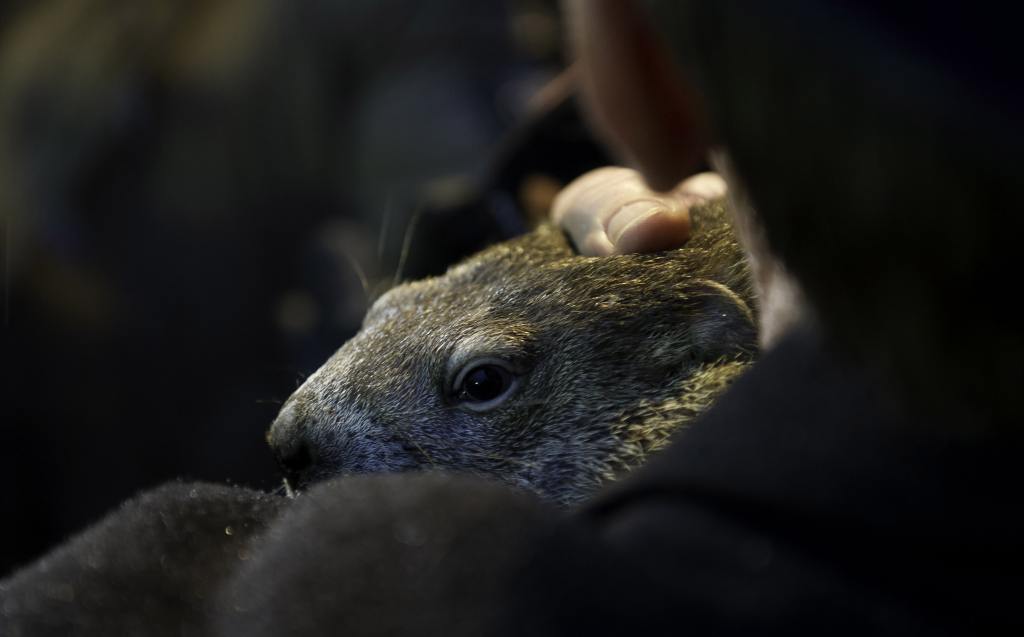 New Jersey's Famed Groundhog Milltown Mel Has Passed Away