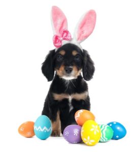 Easter Pet Photos