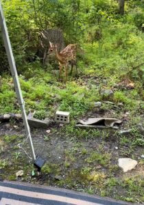 a fawn wanders into camp