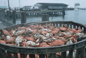 Maryland crabs