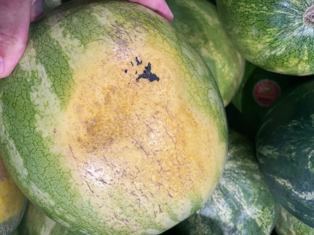 This picture of the yellow spot will give you an idea of what to look for when picking a watermelon.